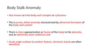 2. Fetal Imaging.pptx