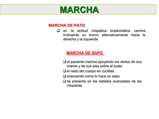 MARCHA DE PATO
 en la actitud miopática bradicinética camina
inclinando su tronco alternativamente hacia la
derecha y la izquierda
MARCHA
 el paciente marcha apoyando los dedos de sus
manos y de sus pies sobre el suelo
 el resto del cuerpo en cuclillas
 avanzando como lo hace un sapo
 se presenta en los estados avanzados de las
miopatías
MARCHA DE SAPO
 