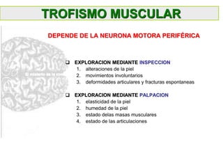  EXPLORACION MEDIANTE INSPECCION
1. alteraciones de la piel
2. movimientos involuntarios
3. deformidades articulares y fracturas espontaneas
 EXPLORACION MEDIANTE PALPACION
1. elasticidad de la piel
2. humedad de la piel
3. estado delas masas musculares
4. estado de las articulaciones
TROFISMO MUSCULAR
DEPENDE DE LA NEURONA MOTORA PERIFÉRICA
 