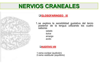 1. se explora la sensibilidad gustativa del tercio
posterior de la lengua utilizando los cuatro
sabores
salado
dulce
amargo
acido
NERVIOS CRANEALES
1.rama coclear (audición)
2.rama vestibular (equilibrio)
AUDITIVO VIII
GLOSOFARINGEO IX
 
