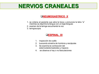 1. se ordena al paciente que abra la boca y pronuncie la letra “a”
mientras se deprime la lengua con un baja lenguas
2. examen de la laringe escuchando la voz
3. laringoscopia
NERVIOS CRANEALES
NEUMOGASTRICO X
ESPINAL XI
1. inspección de cuello
2. buscando simetría de hombros y escápulas
3. Se examina la contracción del
esternocleidomastoideo y trapecio
4. se observa si hay o no fasiculaciones
 