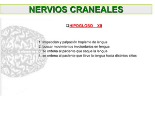 1. inspección y palpación tropismo de lengua
2. buscar movimientos involuntarios en lengua
3. se ordena al paciente que saque la lengua
4. se ordena al paciente que lleve la lengua hacia distintos sitios
NERVIOS CRANEALES
HIPOGLOSO XII
 