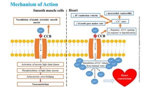 Mechanism of Action
https://www.researchgate.net/publication/300084862_ICEPO_The_ion_channel_electrophysiology_ontology/figures?lo=1
 