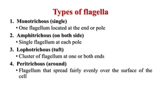Types of flagella
1. Monotrichous (single)
• One flagellum located at the end or pole
2. Amphitrichous (on both side)
• Single flagellum at each pole
3. Lophotrichous (tuft)
• Cluster of flagellum at one or both ends
4. Peritrichous (around)
• Flagellum that spread fairly evenly over the surface of the
cell
 