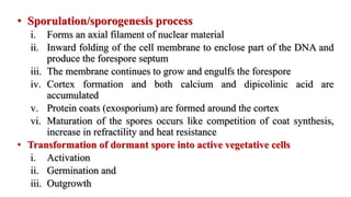 • Sporulation/sporogenesis process
i. Forms an axial filament of nuclear material
ii. Inward folding of the cell membrane to enclose part of the DNA and
produce the forespore septum
iii. The membrane continues to grow and engulfs the forespore
iv. Cortex formation and both calcium and dipicolinic acid are
accumulated
v. Protein coats (exosporium) are formed around the cortex
vi. Maturation of the spores occurs like competition of coat synthesis,
increase in refractility and heat resistance
• Transformation of dormant spore into active vegetative cells
i. Activation
ii. Germination and
iii. Outgrowth
 