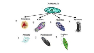 2. General characteristics of microbes (Microbiology)