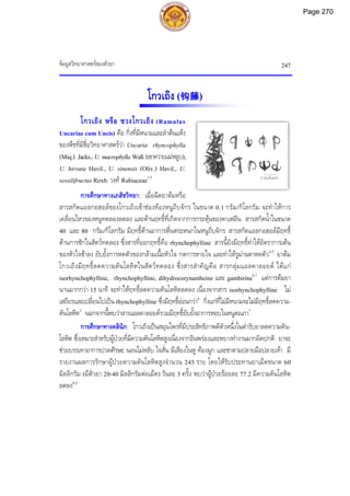 ขอมูลวิทยาศาสตรของตัวยา 247
2 เซนติเมตร
โกวเถิง (钩藤)
โกวเถิง หรือ ซวงโกวเถิง (Ramulus
Uncariae cum Uncis) คือ กิ่งที่มีหนามและลําตนแหง
ของพืชที่มีชื่อวิทยาศาสตรวา Uncaria rhyncophylla
(Miq.) Jacks., U. macrophylla Wall.(เขาควายแมหลูบ),
U. hirsuta Havil., U. sinensis (Oliv.) Havil., U.
sessilifructus Roxb. วงศ Rubiaceae1-3
การศึกษาทางเภสัชวิทยา: เมื่อฉีดยาตมหรือ
สารสกัดแอลกอฮอลของโกวเถิงเขาชองทองหนูถีบจักร ในขนาด 0.1 กรัม/กิโลกรัม จะทําใหการ
เคลื่อนไหวของหนูทดลองลดลง และตานฤทธิ์ที่เกิดจากการกระตุนของคาเฟอีน สารสกัดน้ําในขนาด
40 และ 80 กรัม/กิโลกรัม มีฤทธิ์ตานอาการตื่นตระหนกในหนูถีบจักร สารสกัดแอลกอฮอลมีฤทธิ์
ตานการชักในสัตวทดลอง ซึ่งสารที่ออกฤทธิ์คือ rhynchophylline สารนี้ยังมีฤทธิ์ทําใหอัตราการเตน
ของหัวใจชาลง ยับยั้งการหดตัวของกลามเนื้อหัวใจ กดการหายใจ และทําใหรูมานตาหดตัว4,5
ยาตม
โกวเถิงมีฤทธิ์ลดความดันโลหิตในสัตวทดลอง ซึ่งสารสําคัญคือ สารกลุมแอลคาลอยด ไดแก
isorhynchophylline, rhynchophylline, dihydrocorynantheine และ gambirine6,7
แตการตมยา
นานมากกวา 15 นาที จะทําใหฤทธิ์ลดความดันโลหิตลดลง เนื่องจากสาร isorhynchophylline ไม
เสถียรและเปลี่ยนไปเปน rhynchophylline ซึ่งมีฤทธิ์ออนกวา6
กิ่งแกที่ไมมีหนามจะไมมีฤทธิ์ลดความ-
ดันโลหิต2
นอกจากนี้พบวาสารแอลคาลอยดรวมมีฤทธิ์ยับยั้งอาการหอบในหนูตะเภา7
การศึกษาทางคลินิก: โกวเถิงเปนสมุนไพรที่มีประสิทธิภาพดีตัวหนึ่งในตํารับยาลดความดัน-
โลหิต ซึ่งเหมาะสําหรับผูปวยที่มีความดันโลหิตสูงเนื่องจากอินพรองและหยางทํางานมากผิดปกติ ยาจะ
ชวยบรรเทาอาการปวดศีรษะ นอนไมหลับ ใจสั่น มีเสียงในหู ทองผูก และชาตามปลายมือปลายเทา มี
รายงานผลการรักษาผูปวยความดันโลหิตสูงจํานวน 245 ราย โดยใหรับประทานยาเม็ดขนาด 60
มิลลิกรัม (มีตัวยา 20-40 มิลลิกรัมตอเม็ด) วันละ 3 ครั้ง พบวาผูปวยรอยละ 77.2 มีความดันโลหิต
ลดลง4,5
Page 270
 