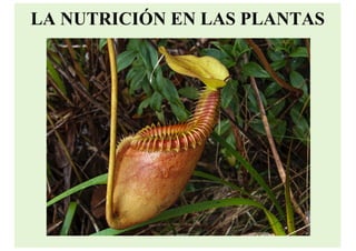LA NUTRICIÓN EN LAS PLANTAS
 