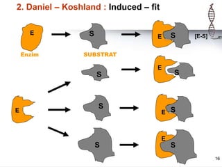16
2. Daniel – Koshland : Induced – fit
Enzim SUBSTRAT
[E-S]
E S
E
E
E
E
E
S
S
S
S
S
S
S
 