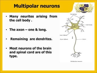 Multipoparl Neuron 2. Neuron Neuroglia (1).ppt