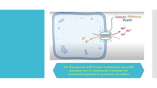 NA- K pump uses ATP to move 3 sodium ion out and 02
potassium ions in continuously to maintain the
concentration gradient for potassium and sodium
 