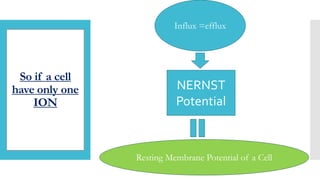 So if a cell
have only one
ION
NERNST
Potential
Influx =efflux
Resting Membrane Potential of a Cell
 