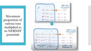 Movement
proportion of
various ions
multiplied to
its NERNST
potentials
 