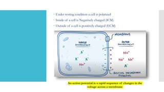  Under resting condition a cell is polarized
 Inside of a cell is Negatively charged (ICM)
 Outside of a cell is positively charged (ECM)
An action potential is a rapid sequence of changes in the
voltage across a membrane
 
