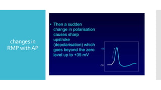 changes in
RMP withAP
 