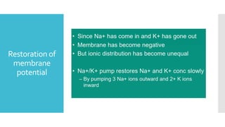 Restoration of
membrane
potential
 