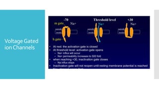 VoltageGated
ionChannels
 
