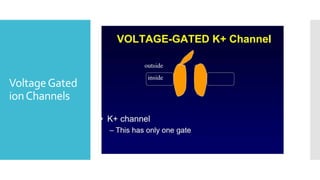 VoltageGated
ionChannels
 