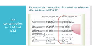 Ion
concentration
in ECM and
ICM
 