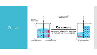 Osmosis
 
