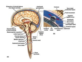 2.-Cerebrospinal-fluid.ppt
