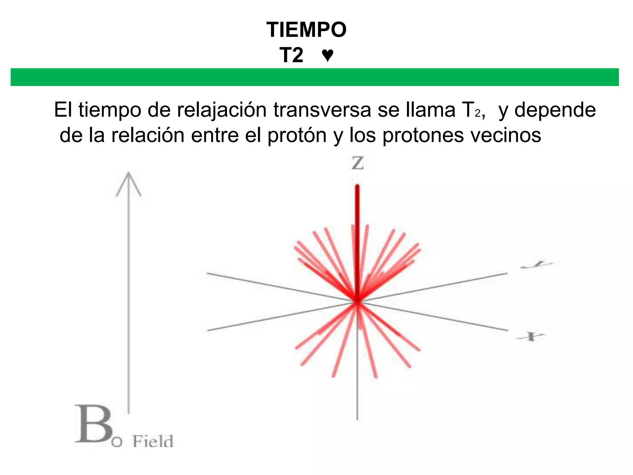 TIEMPO
T2 ♥
El tiempo de relajación transversa se llama T2, y depende
de la relación entre el protón y los protones vecinos
 
