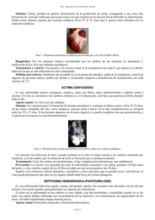 Sitio Argentino de Producción Animal
Síntoma: Fiebre, pérdida de apetito, disminución de la producción de leche, contagiando a sus crías, hay
formación de vesículas (afta) que provocan cojera; las que asientan en la mucosa bucal dificultan la alimentación.
Puede existir además muertes por lesiones cardíacas (Foto Nº l). El virus tipo C parece tener afinidad con los
músculos cardíacos.
Foto 1.- Presencia de lesiones cardíacas provocadas por virus de la fiebre aftosa.
Diagnóstico: Por los síntomas clínicos corroborados por los análisis de las muestras en laboratorio y
tipificación de los virus por métodos serológicos.
Tratamiento y control: Vacunación: a la vacuna actual se le incorporará una cepa C que apareció en Brasil,
dado que la que se está utilizando no está contemplada.
Medidas preventivas: Instalación de un pediluvio en la puerta de entrada y salida de la instalación, control de
ingresos de personas ajenas, cambio de calzado y vestimenta, limpieza y desinfección de instalaciones con soda
cáustica al 2 %.
3 de 11
E
EC
CT
TI
IM
MA
A C
CO
ON
NT
TA
AG
GI
IO
OS
SO
O
Es una enfermedad infecto contagiosa, eruptiva, cursa con fiebre, ataca indistintamente a adultos como a
jóvenes. El virus es resistente a los cambios climáticos y a la desecación, esto hace que aparezcan brotes durante
todo el año.
Agente causal: Un virus con seis subtipos.
Síntoma: Se caracteriza por la formación de lesiones pustulares y costrosas en labios, morro, (Foto Nº 2) ubre,
en las orejas, alrededor del ano, vulva, prepucio, mucosa nasal y bucal. Si no hay complicaciones se recupera
entre los 15 y 21 días. Si las lesiones aparecen en el tracto digestivo se puede complicar con una gastroenteritis y
si aparecen en traquea con una bronconeumonía.
Foto 2.- Presencia de lesiones proliferativas en morro, cabra con ectima contagioso.
Las lesiones son dolorosas al tacto, cuando asientan en la ubre no dejan mamar a los cabritos muriendo por
inanición, y en las madres, por la retención de leche es frecuente que se produzca mastitis.
Tratamiento: Curar las costras con desinfectante, si hay complicaciones bacterianas usar antibióticos.
Prevención: La vacuna viva atenuada previene la enfermedad vacunando a las cabras gestantes 30 días antes
del parto, y a los cabritos a partir de los 45 días de edad con una revacunación a los 30 días.
Separar a los enfermos, utilizar bebederos, comederos y otros utensilios que se puedan lavar y desinfectar, el
virus puede permanecer por años en los lugares donde hubo focos de ectima contagiosa.
S
SE
EP
PT
TI
IC
CE
EM
MI
IA
A H
HE
EM
MO
OR
RR
RÁ
ÁG
GI
IC
CA
A (
(P
PA
AS
ST
TE
EU
UR
RE
EL
LO
OS
SÍ
ÍS
S)
)
Es una enfermedad infecciosa aguda, común, del ganado caprino; los animales más afectados son los de tipo
lechero y los recién nacidos, particularmente en régimen de estabulación.
El curso de la enfermedad en los cabritos es muy rápido, con alta morbilidad y mortalidad cuando no se los
trata. Las cabras adultas infectadas son las portadoras de las bacterias y en consecuencia, las responsables de los
focos, sin haber manifestado ningún síntoma previo.
Agente causal: Pasteurella multocida y Pasteurella haemolytica.
 