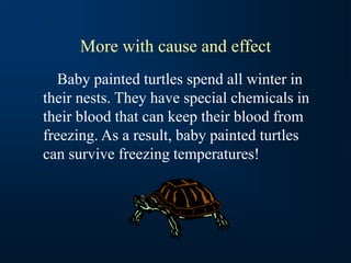 More with cause and effect
Baby painted turtles spend all winter in
their nests. They have special chemicals in
their blood that can keep their blood from
freezing. As a result, baby painted turtles
can survive freezing temperatures!
 