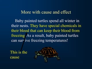 More with cause and effect
Baby painted turtles spend all winter in
their nests. They have special chemicals in
their blood that can keep their blood from
freezing. As a result, baby painted turtles
can survive freezing temperatures!
This is the
cause
 