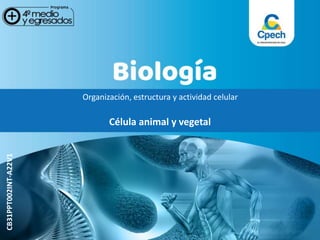 Organización, estructura y actividad celular
Célula animal y vegetal
CB31PPT002INT-A22V1
 