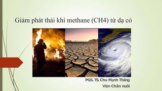 Giảm phát thải khí methane (CH4) từ dạ cỏ
PGS.TS.Chu Mạnh Thắng
Viện Chăn nuôi
 