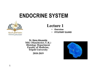 ENDOCRINE SYSTEM
Dr. Hana Abusaida
MSc (Manchester, U.K.)
Histology Department
Faculty of Medicine,
Tripoli University
2018-2019
Lecture 1
• Overview
• PITUITARY GLAND
1
‫ﻫ‬
‫ﺴ‬
‫ﺘ‬
‫ﻮ‬
‫ﺍ‬
‫ﻟ‬
‫ﻐ‬
‫ﺪ‬
‫ﺩ‬
27
 