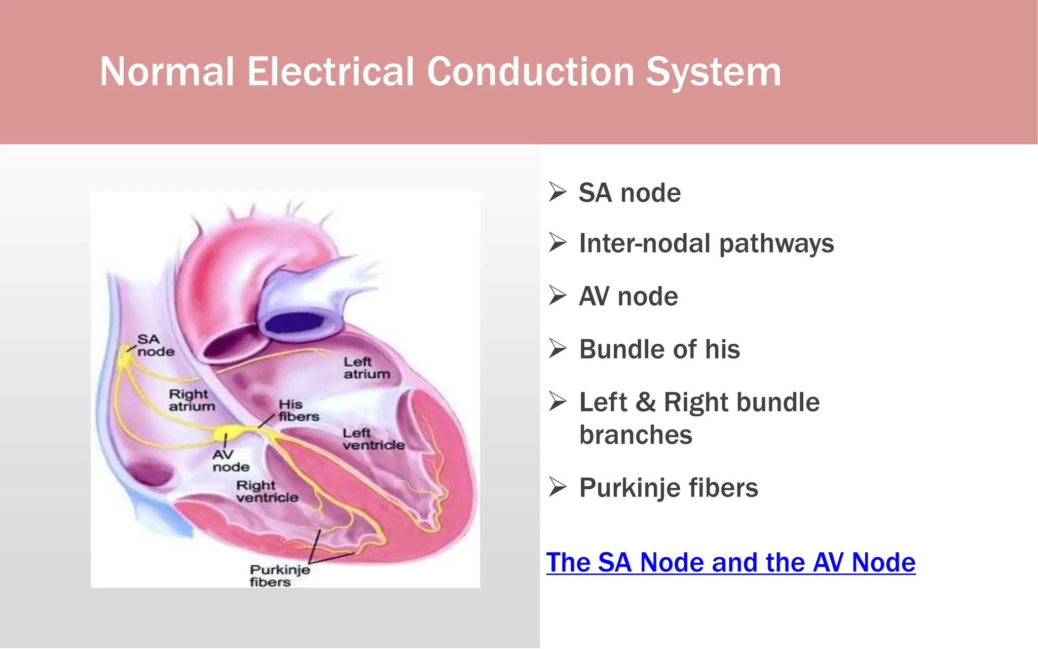 Normal Electrical Conduction System
 SA node
 Inter-nodal pathways
 AV node
 Bundle of his
 Left & Right bundle
branches
 Purkinje fibers
The SA Node and the AV Node
 