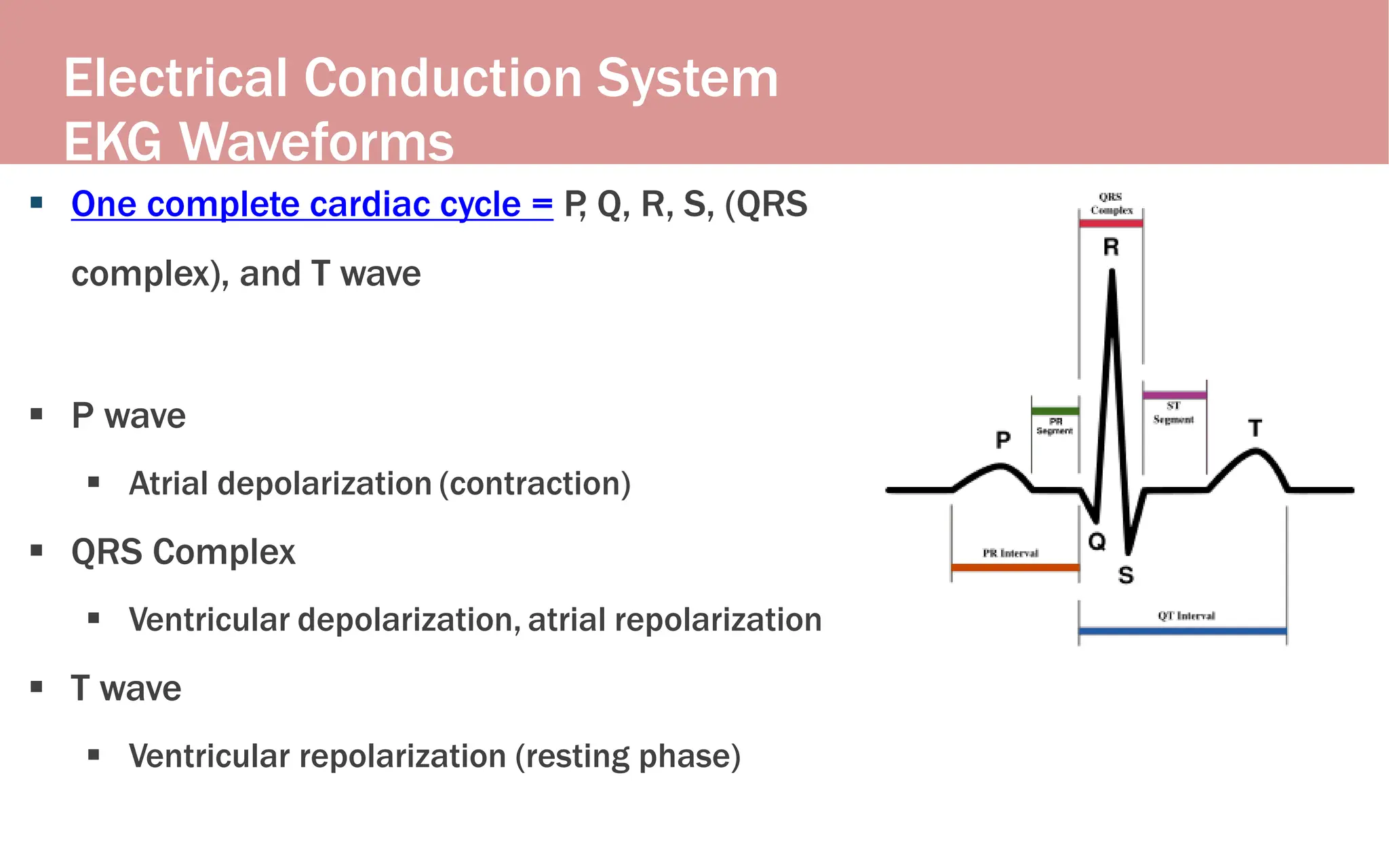 Electrical Conduction System
EKG Waveforms
 One complete cardiac cycle = P
, Q, R, S, (QRS
complex), and T wave
 P wave
 Atrial depolarization (contraction)
 QRS Complex
 Ventricular depolarization, atrial repolarization
 T wave
 Ventricular repolarization (resting phase)
 