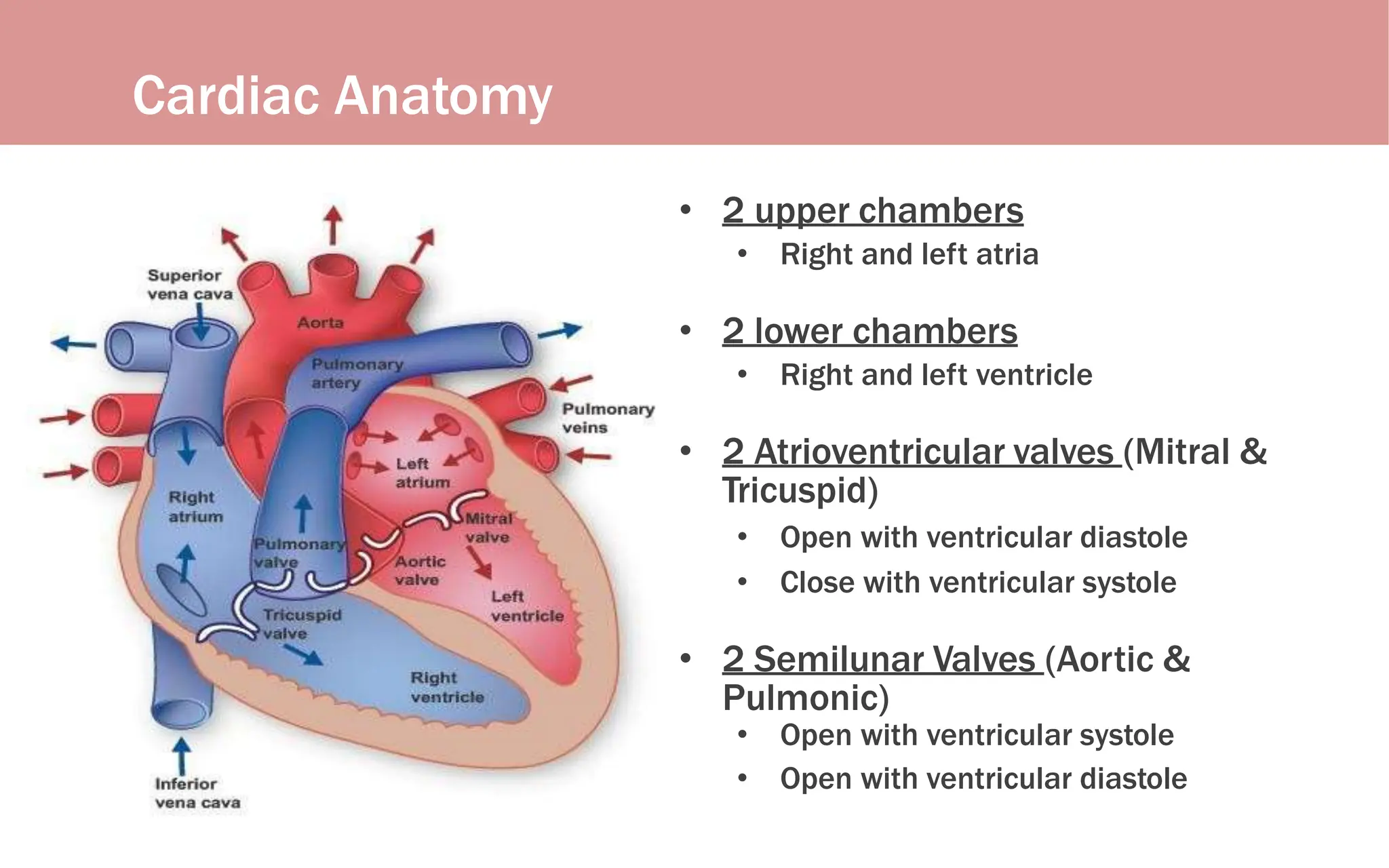 Cardiac Anatomy
• 2 upper chambers
• Right and left atria
• 2 lower chambers
• Right and left ventricle
• 2 Atrioventricular valves (Mitral &
Tricuspid)
• Open with ventricular diastole
• Close with ventricular systole
• 2 Semilunar Valves (Aortic &
Pulmonic)
• Open with ventricular systole
• Open with ventricular diastole
 