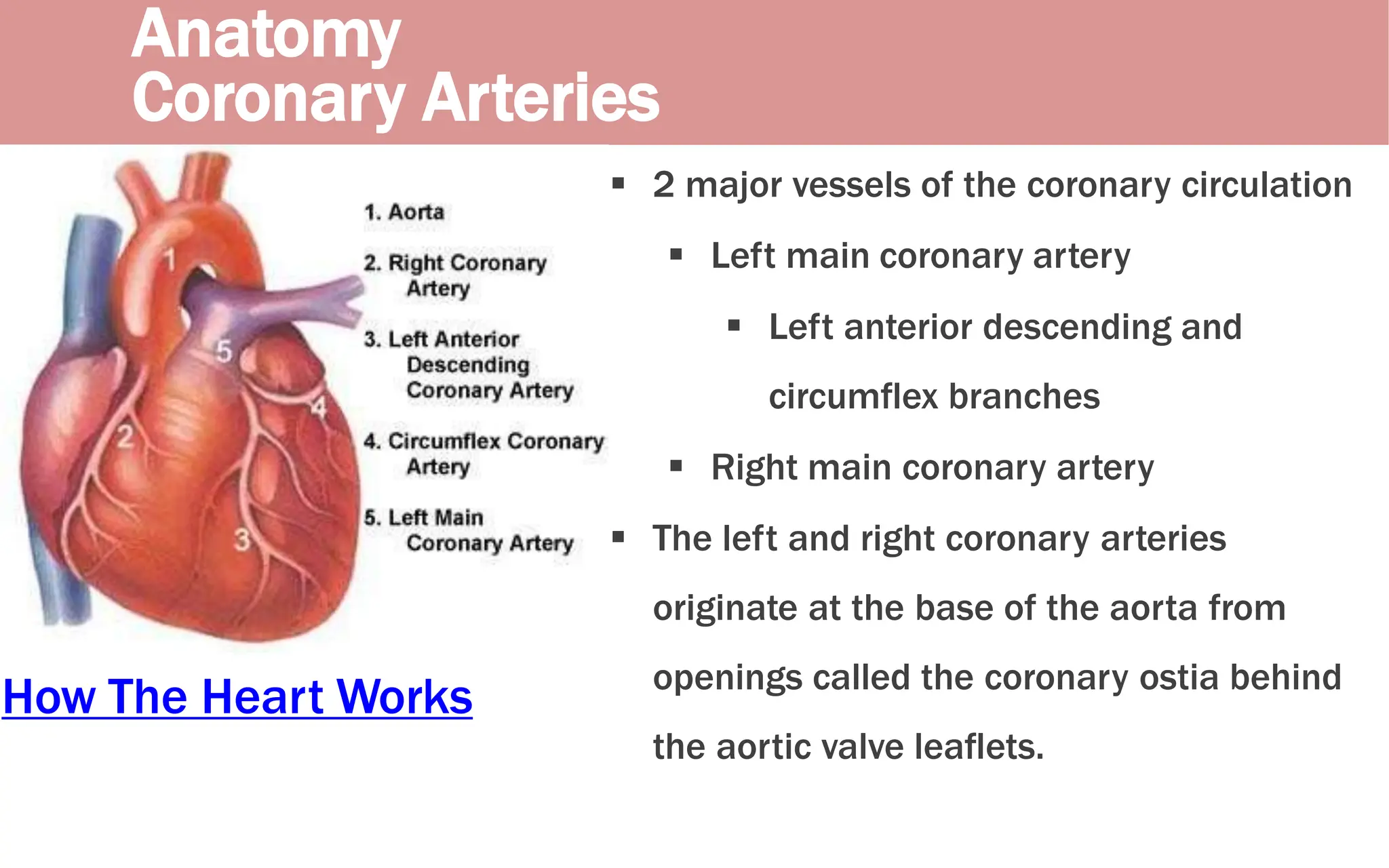 Anatomy
Coronary Arteries
How The Heart Works
 2 major vessels of the coronary circulation
 Left main coronary artery
 Left anterior descending and
circumflex branches
 Right main coronary artery
 The left and right coronary arteries
originate at the base of the aorta from
openings called the coronary ostia behind
the aortic valve leaflets.
 