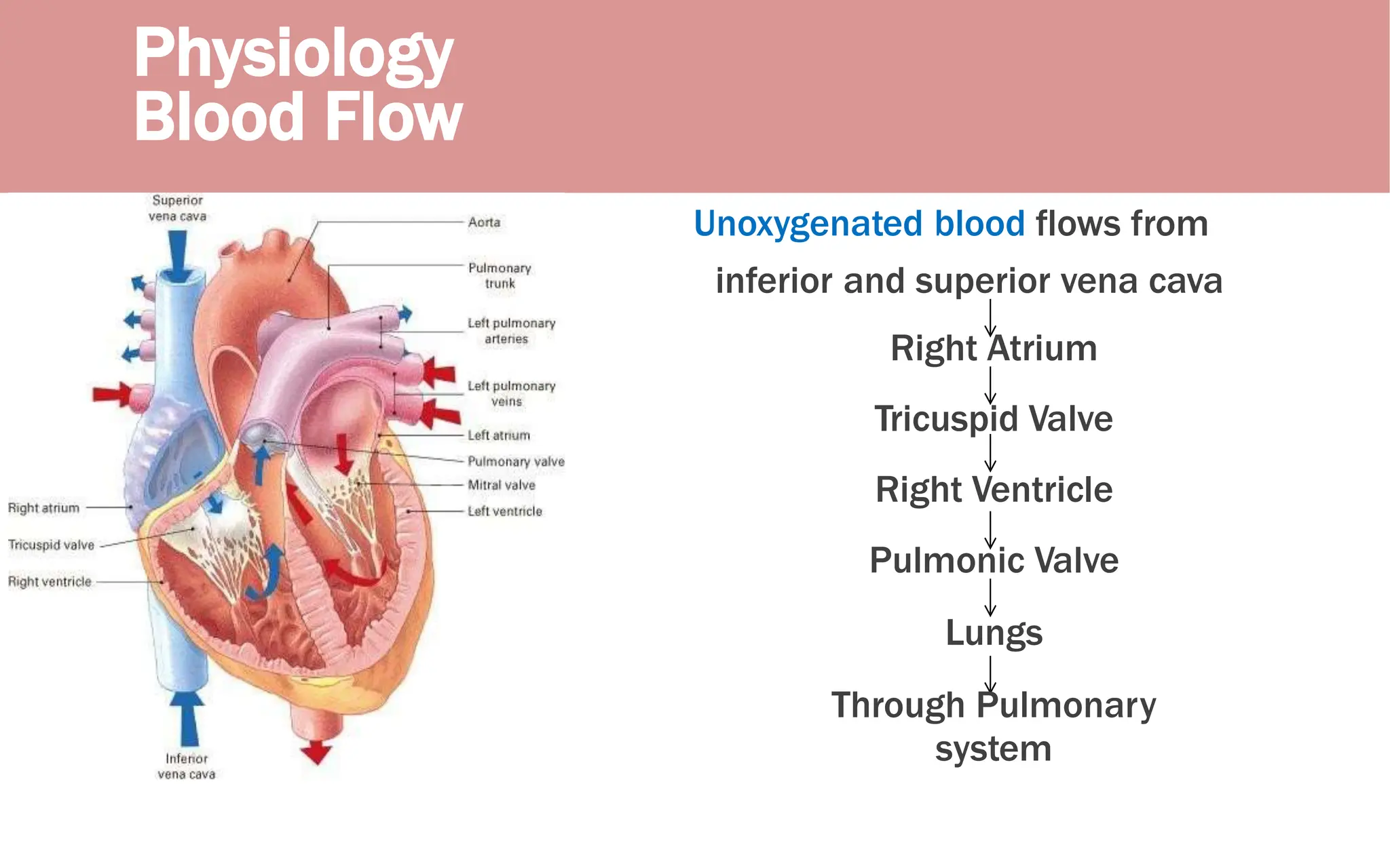 Physiology
Blood Flow
Unoxygenated blood flows from
inferior and superior vena cava
Right Atrium
Tricuspid Valve
Right Ventricle
Pulmonic Valve
Lungs
Through Pulmonary
system
 