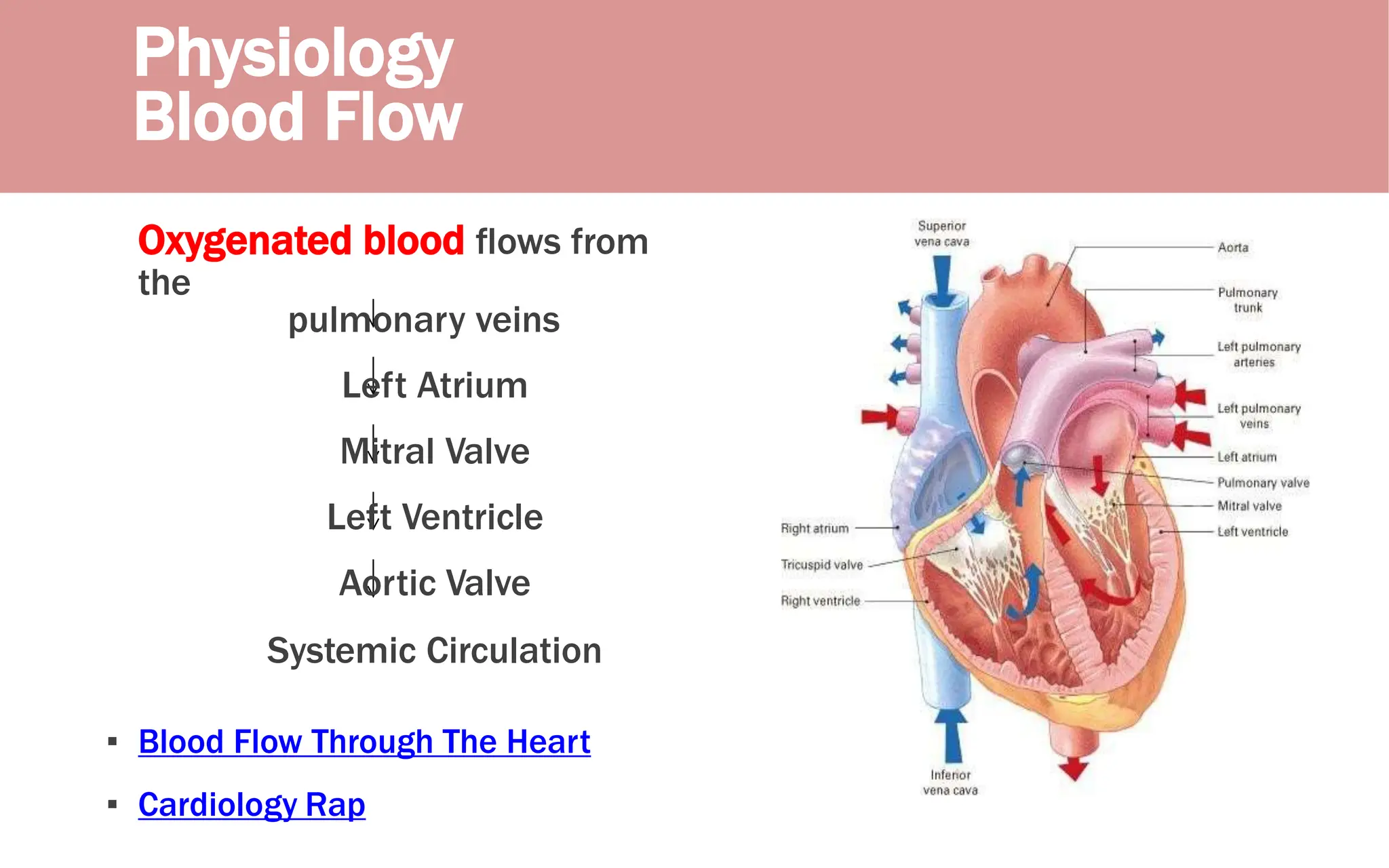 Oxygenated blood flows from
the
pulmonary veins
Left Atrium
Mitral Valve
Left Ventricle
Aortic Valve
Systemic Circulation
▪ Blood Flow Through The Heart
▪ Cardiology Rap
Physiology
Blood Flow
 