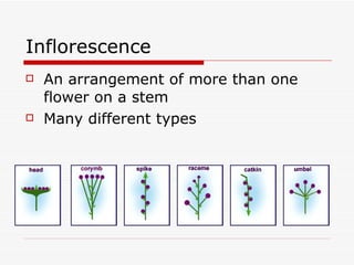 Inflorescence | PPT
