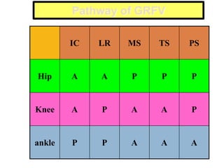 Pathway of GRFV
IC LR MS TS PS
Hip A A P P P
Knee A P A A P
ankle P P A A A
 