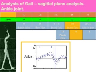Analysis of Gait – sagittal plane analysis.
Ankle joint.
IC LR MS TS PS
Ankle P P A A A
0
dorsiflexion
15
Plant Flex
5-10
Dorsi flex
10
Dorsi flex
20-30
Planter flex
10
Plante
Flex
0 0
 