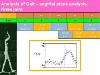 Analysis of Gait – sagittal plane analysis.
Knee joint
IC LR MS TS PS
Knee A P A A P
0
extension
15-20
Flex
5
flexion
0
extenson.
35-40
flexion
40- 60
Flex
65-30
Flex
0
exten
 