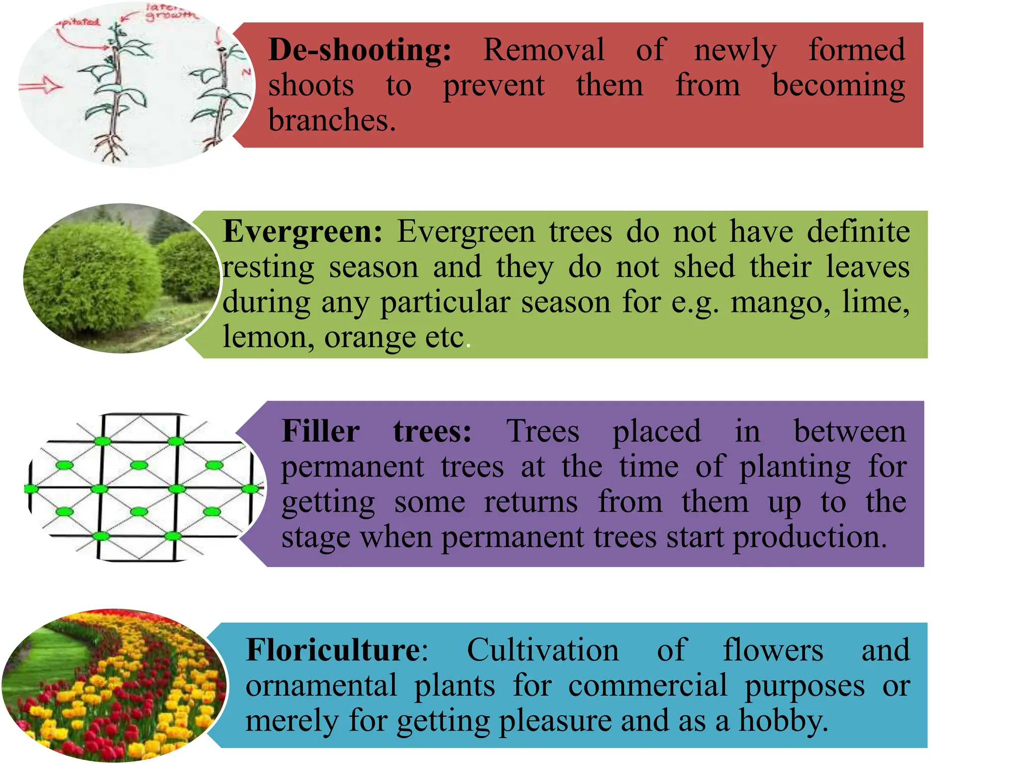 Branch Def Definition and branches of Horticulture.pptx