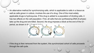 Synchronous Cell Divisions 2. Radio sensitivity and cell age in the mitotic cycle.pptx