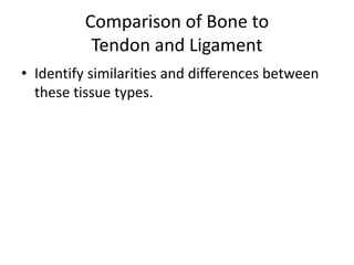 Comparison of Bone to
Tendon and Ligament
• Identify similarities and differences between
these tissue types.
 