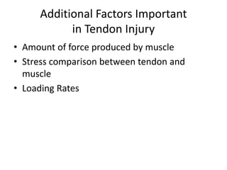 Additional Factors Important
in Tendon Injury
• Amount of force produced by muscle
• Stress comparison between tendon and
muscle
• Loading Rates
 