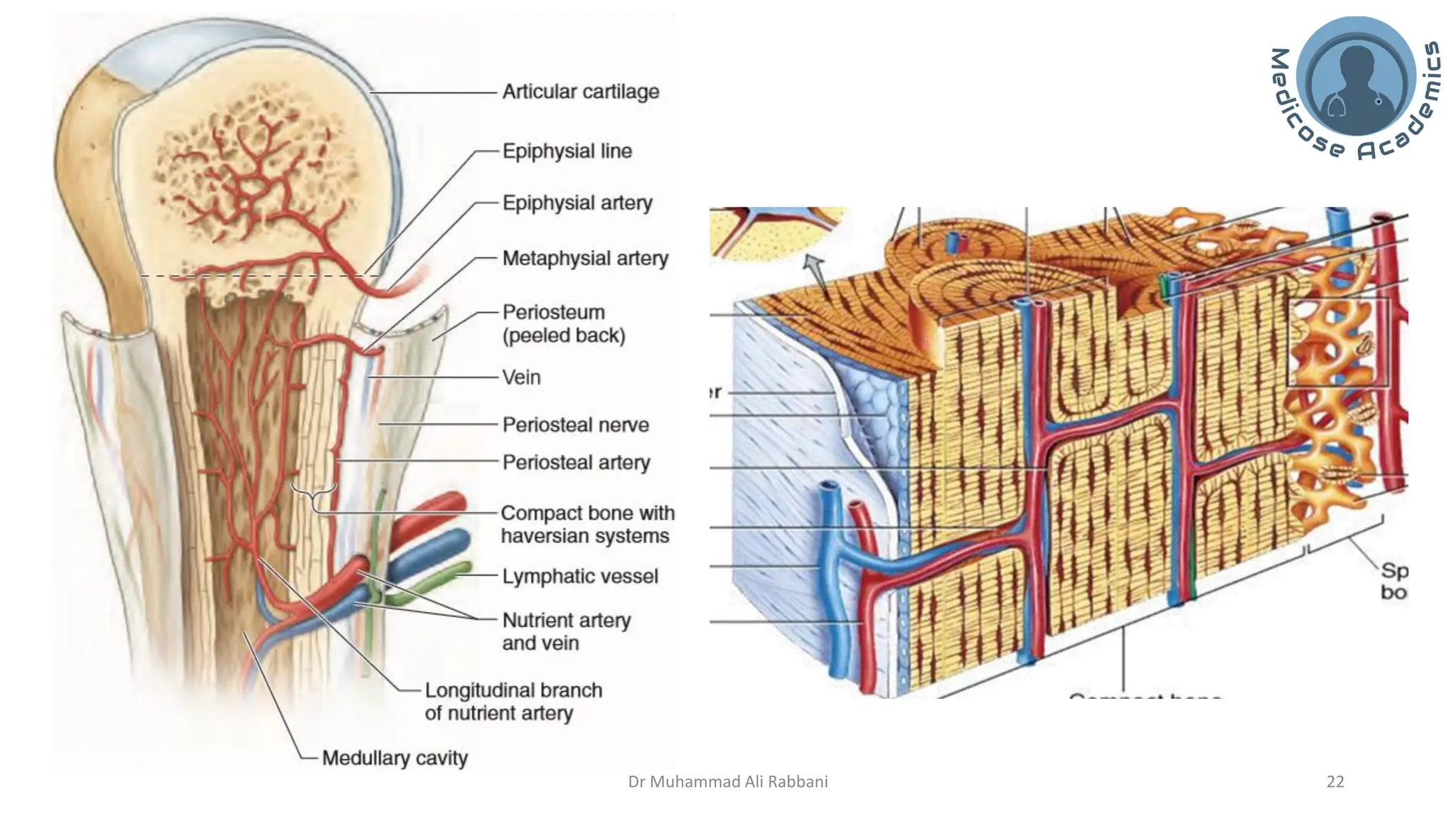 General Anatomy of Bone, Skeleton, and Cartilage | PDF