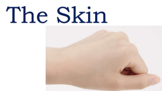 The Skin
 