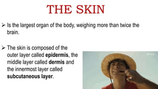 THE SKIN
 The skin is composed of the
outer layer called epidermis, the
middle layer called dermis and
the innermost layer called
subcutaneous layer.
 Is the largest organ of the body, weighing more than twice the
brain.
 