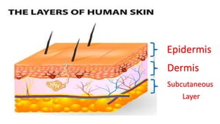 Epidermis
Dermis
Subcutaneous
Layer
 